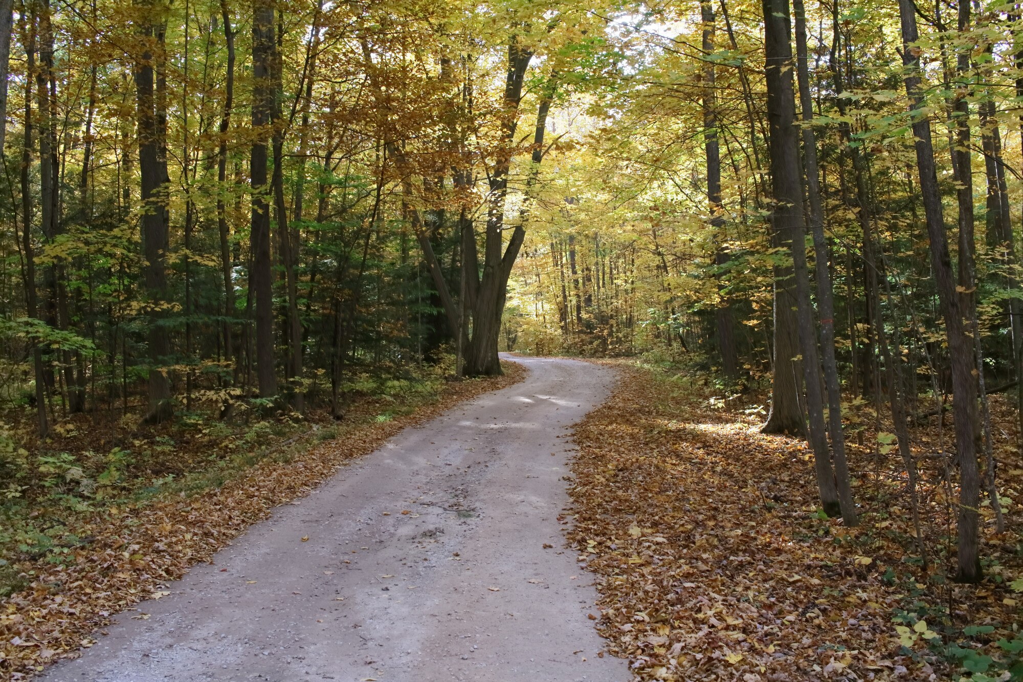 Sendero para caminar entre árboles